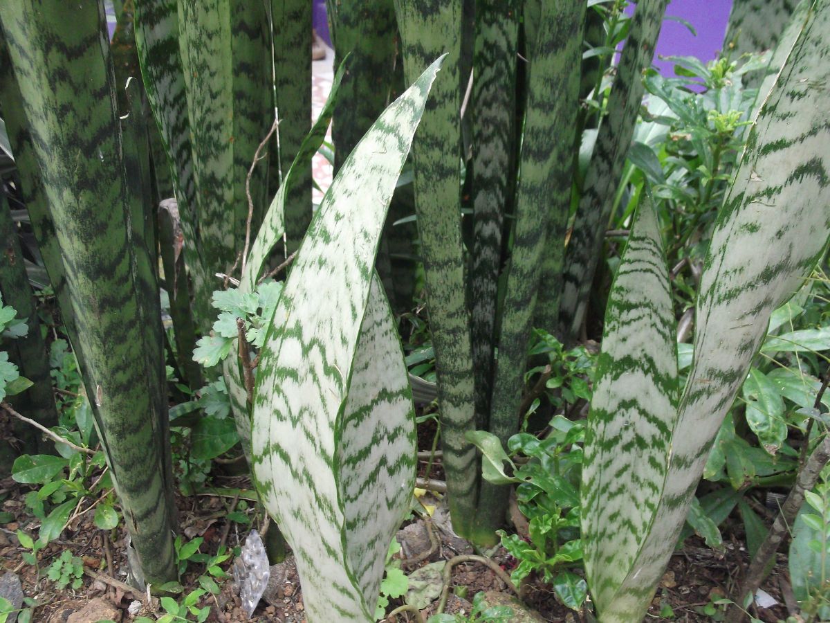 Sansevieria zeylanica leaves