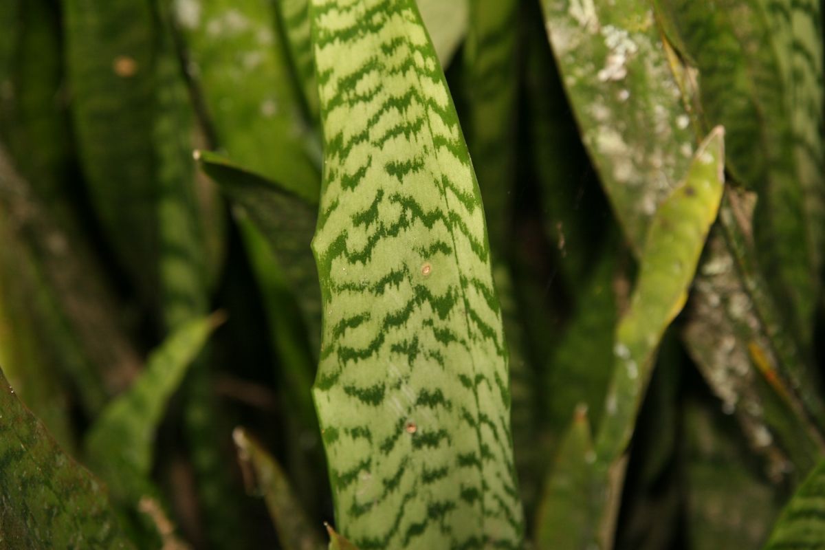 Close-up view of Sansevieria zeylanica leaves