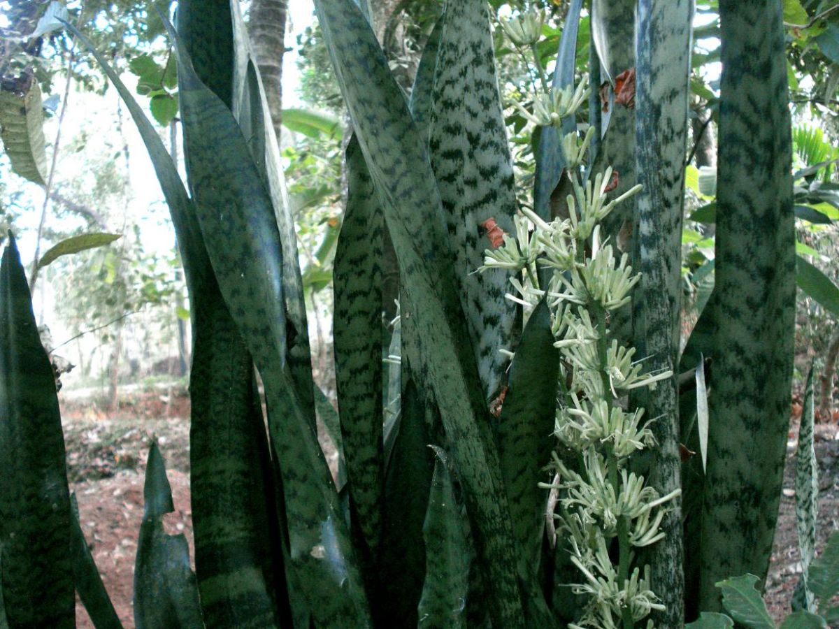 leaves with flower