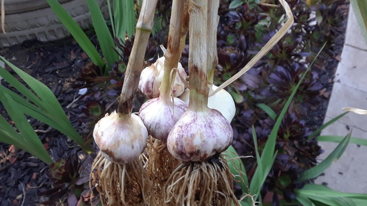 advice on when to collect garlic
