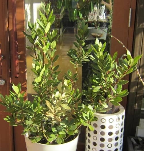 grow laurel indoors