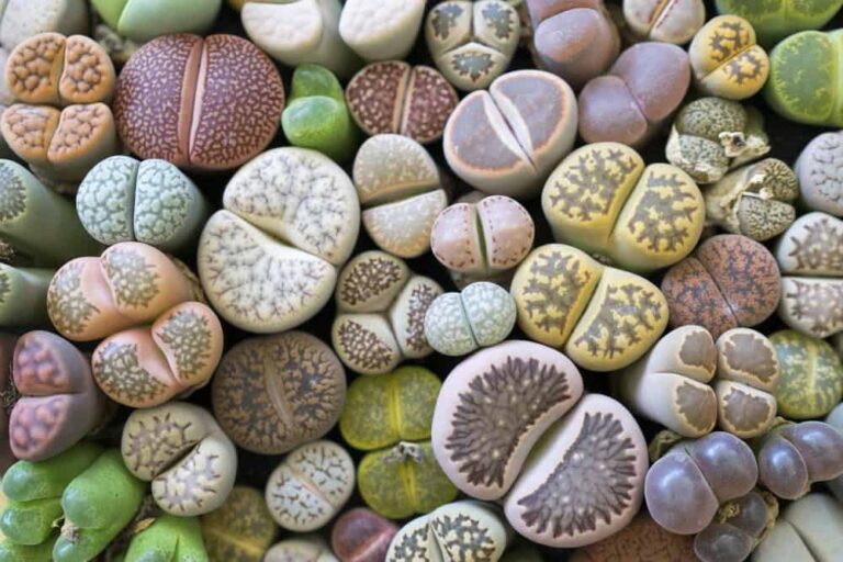 How to Plant and Raise Really Cool Lithops