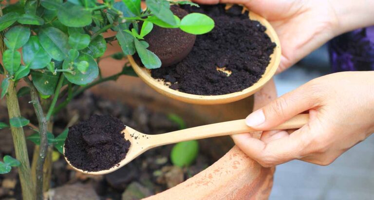 Posos de cafe y plantas