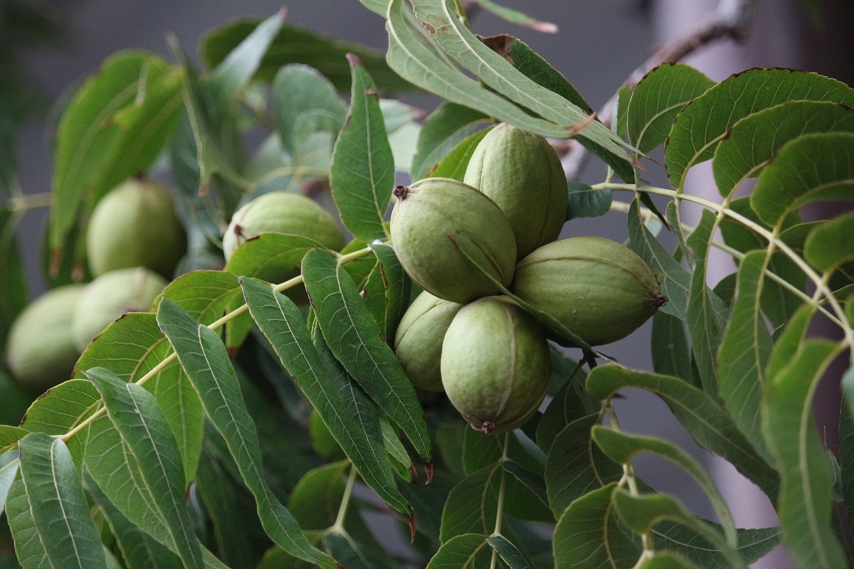 walnut cultivation