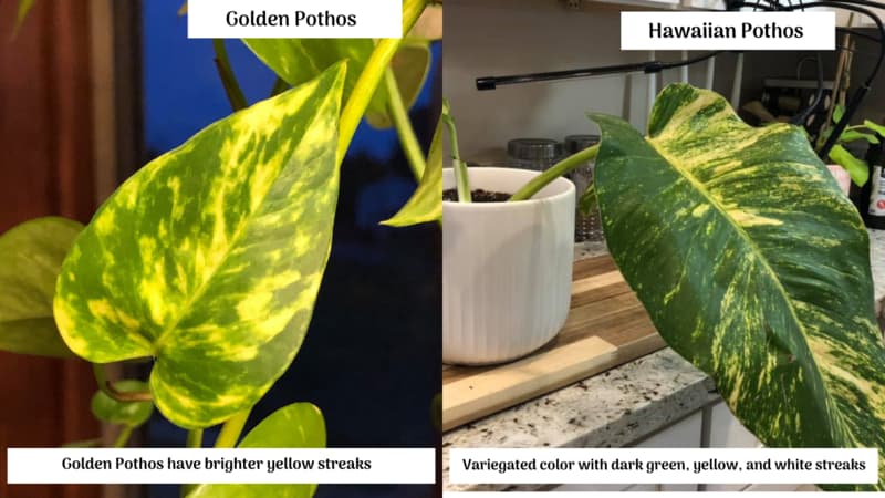 Golden Pothos vs. Hawaiian Pothos