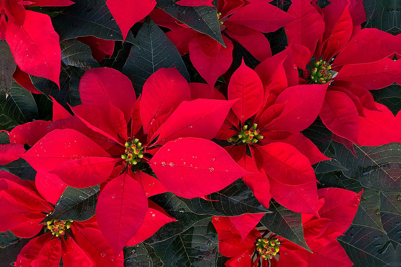 The Christmas plant is short-lived.