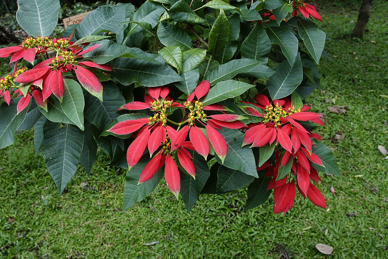 The poinsettia lives 40 years.