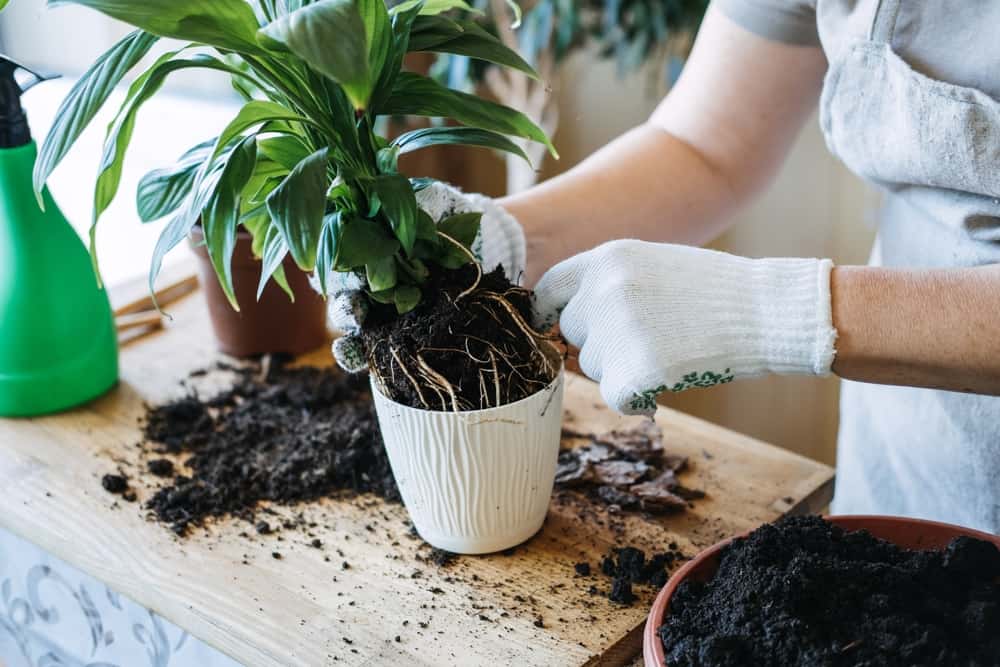When, how and why to repot your plant