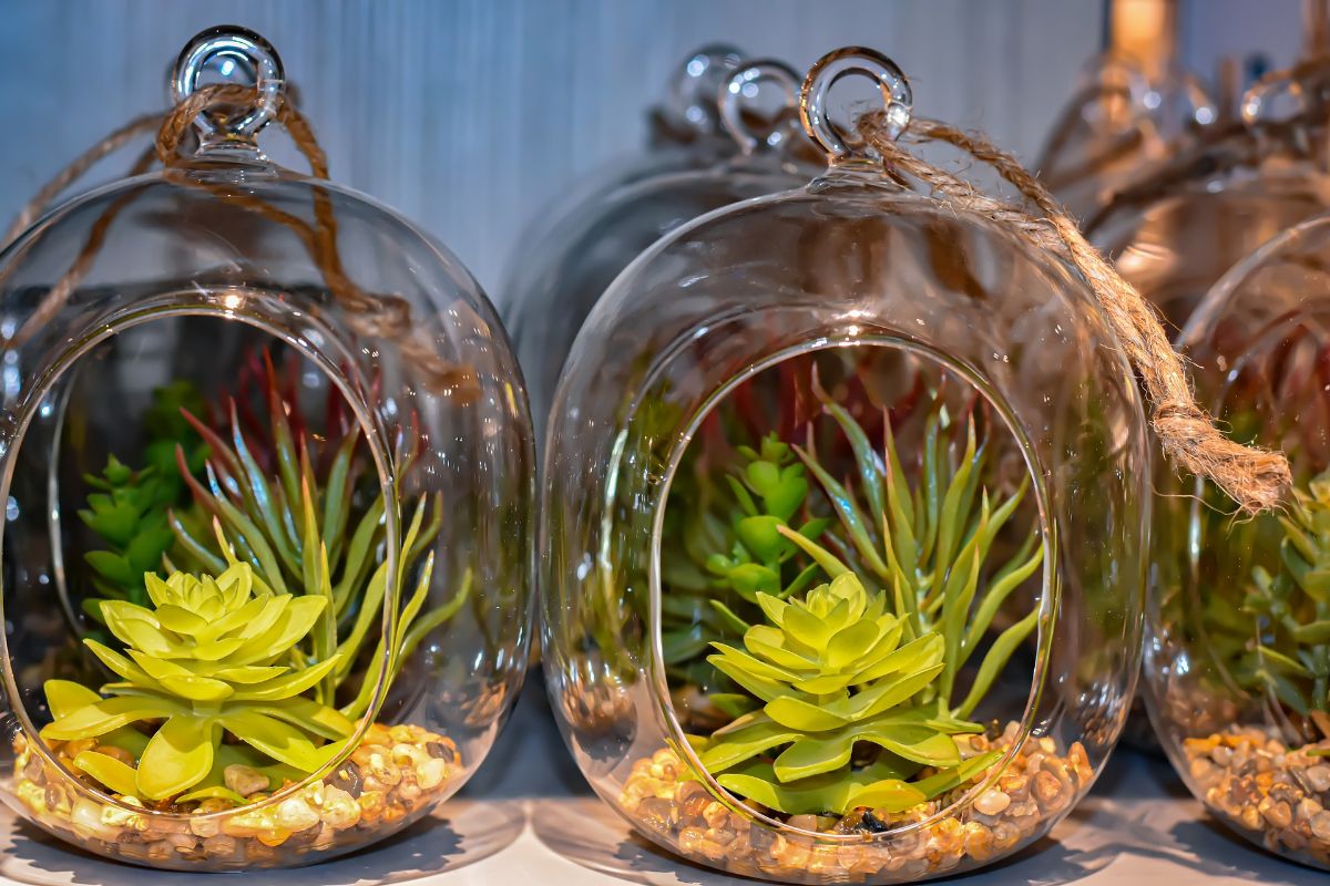 potted plants