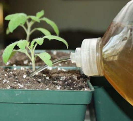 common mistakes when growing vegetables