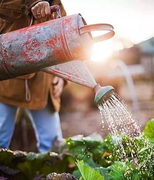 common mistakes when growing vegetables