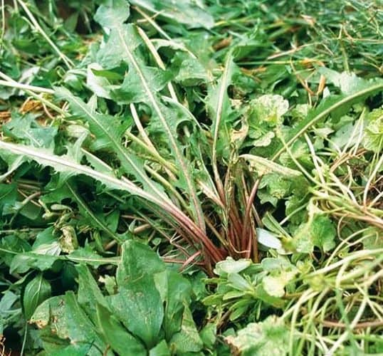 common mistakes when growing vegetables