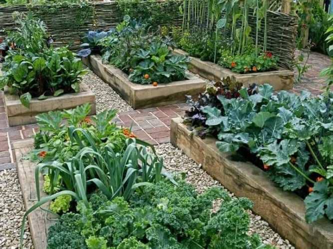 common mistakes when growing vegetables