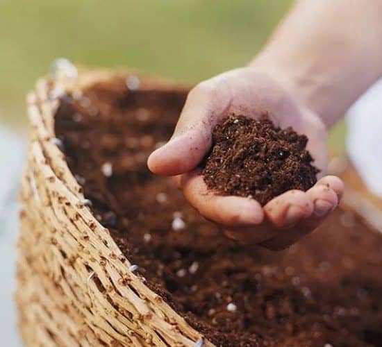 common mistakes when growing vegetables