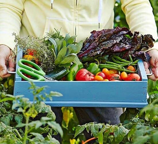 common mistakes when growing vegetables