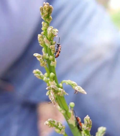 common mistakes when growing vegetables