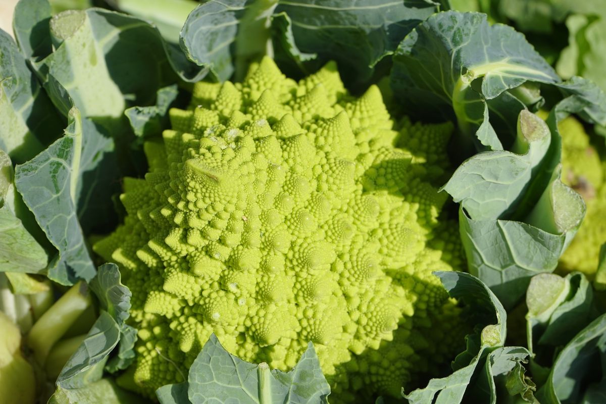 Brassica oleracea