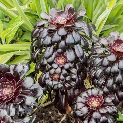 black succulents