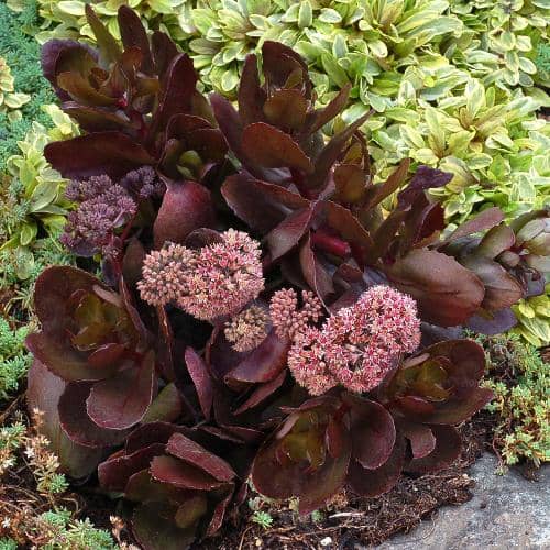 black succulents