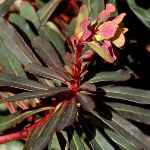 black succulents