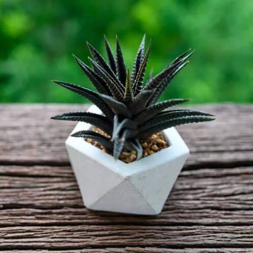 black succulents