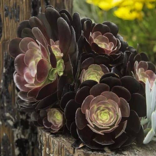 black succulents