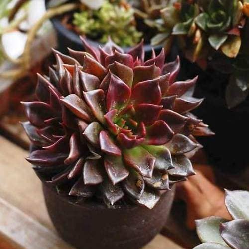 black succulents