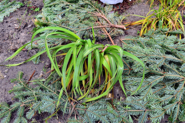 4 Essential Fall Jobs For Your Daylily Plants - ISPUZZLE