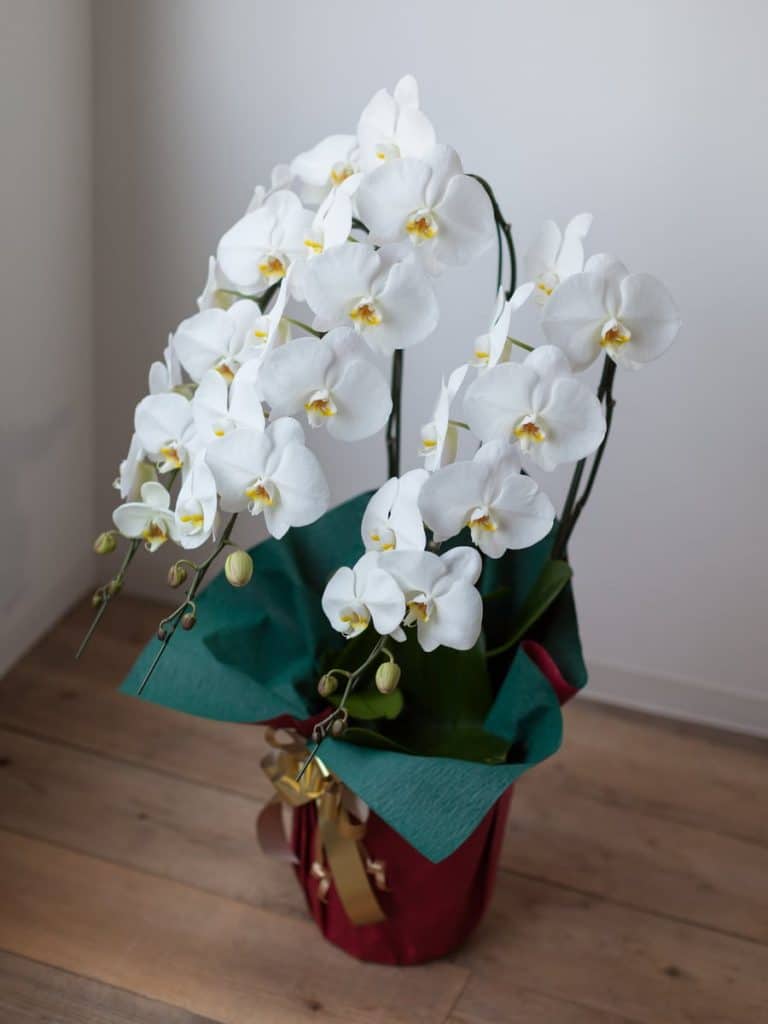 orchids are good gifts