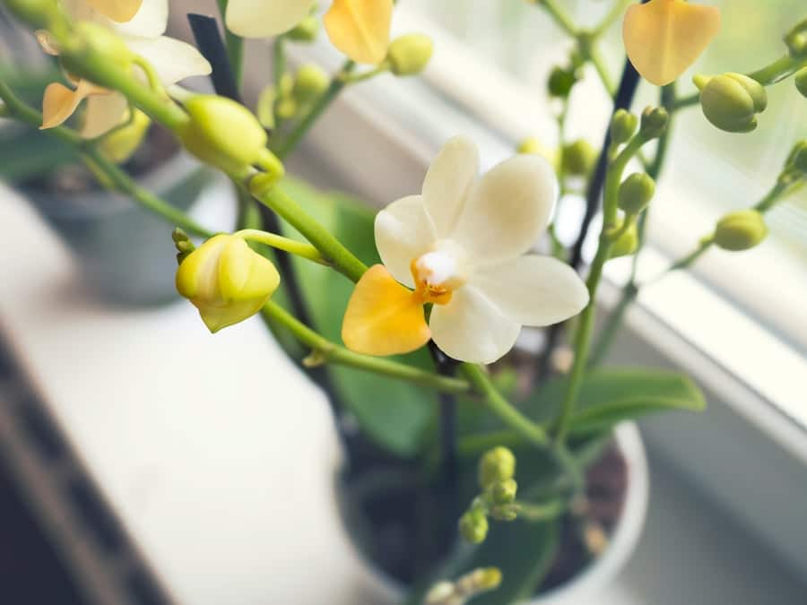 orchids are good gifts
