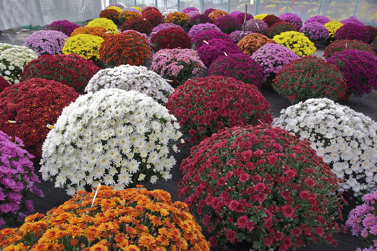 Chrysanthemum morifolium is a perennial herbaceous plant.
