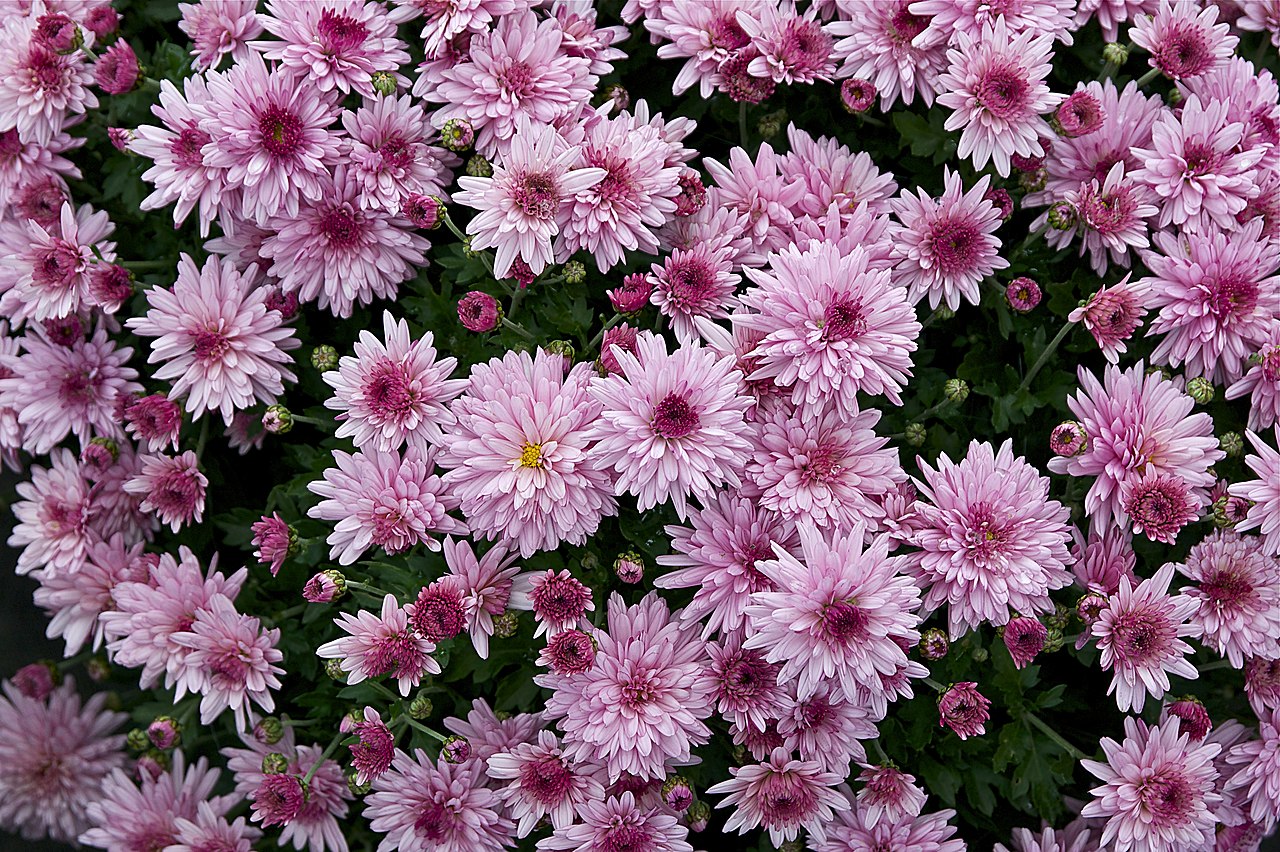 Chrysanthemum morifolium may be pink