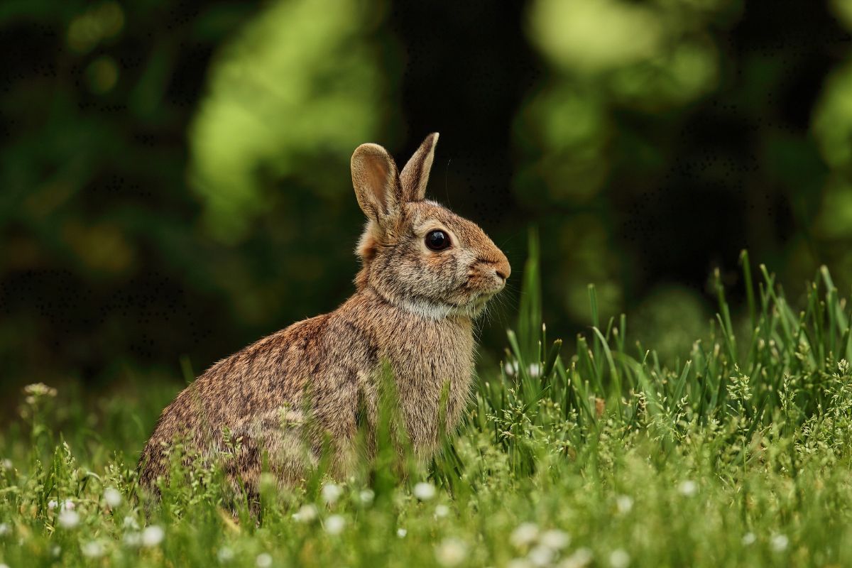 buy rabbit repellents