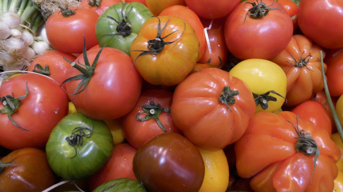 tips for getting good tomato production