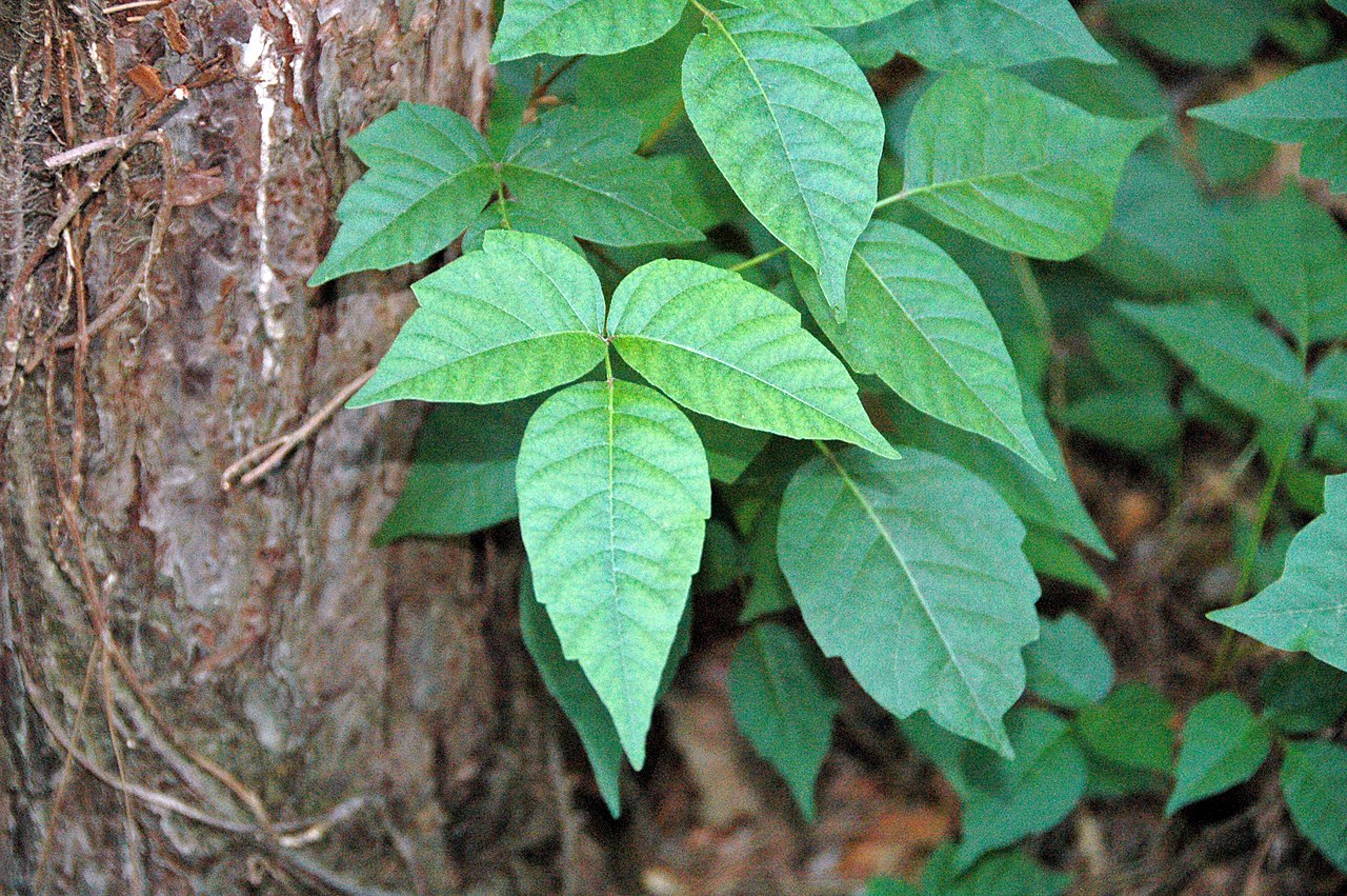 Poison ivy is a plant that causes skin rashes