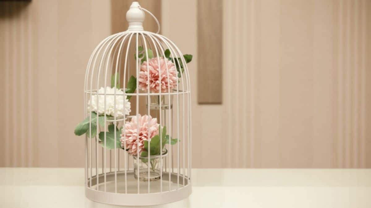 decorate cages with plants okdiario