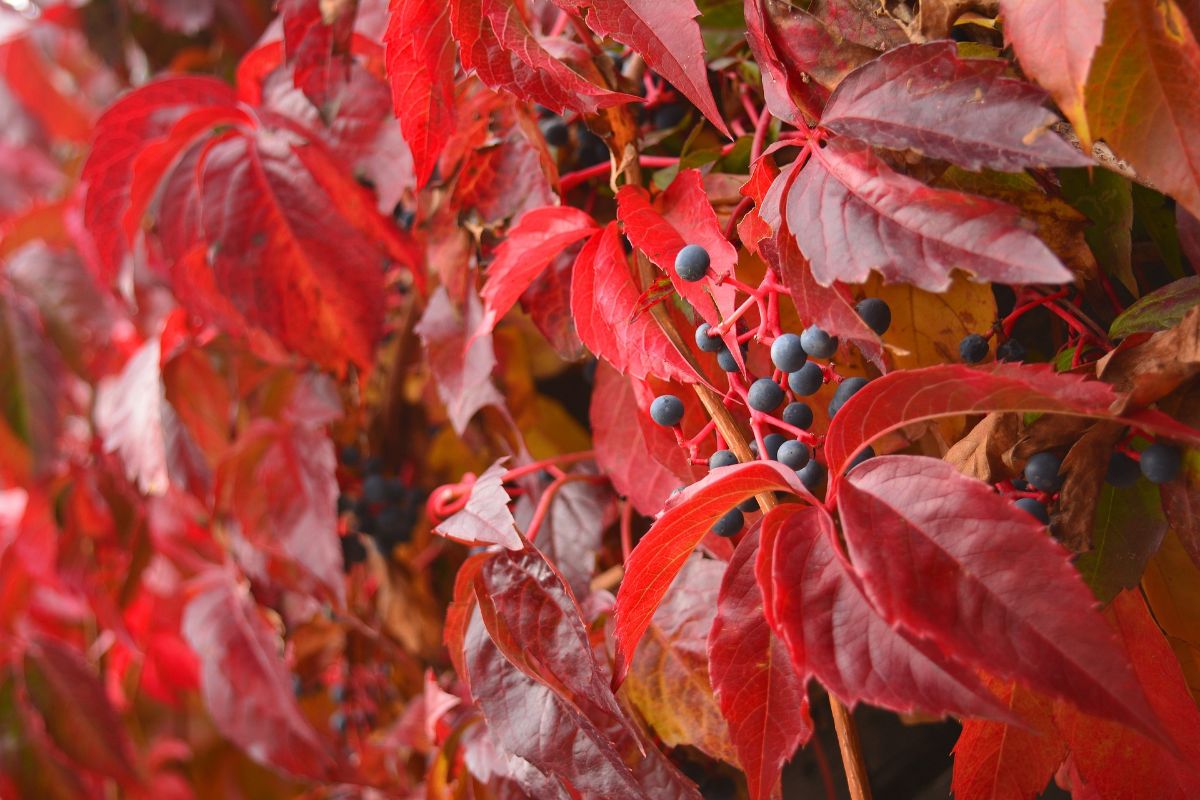 Virginia creeper with fruit