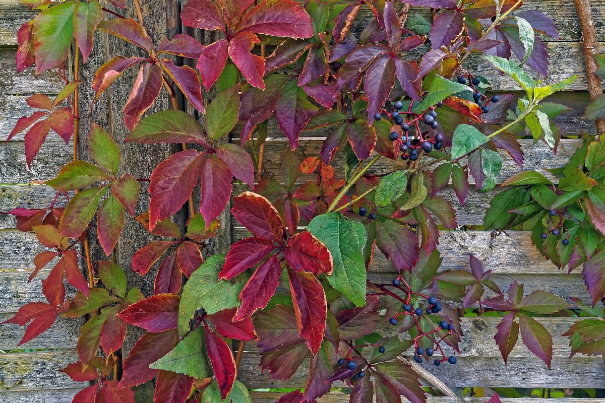 Virginia creeper branches and leaves