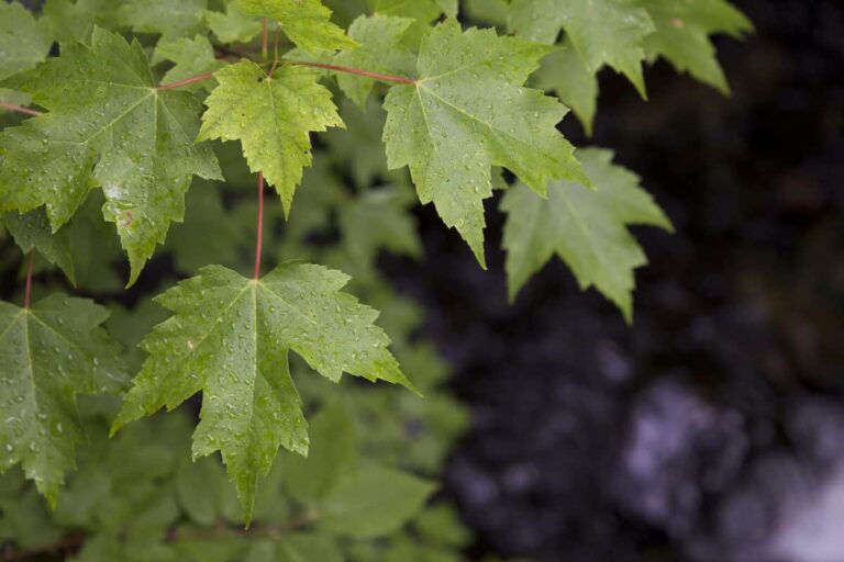 Los arces suelen ser plantas &aacute;cidas
