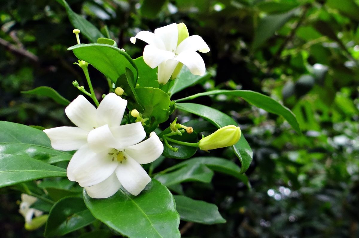 The gardenia grows slowly
