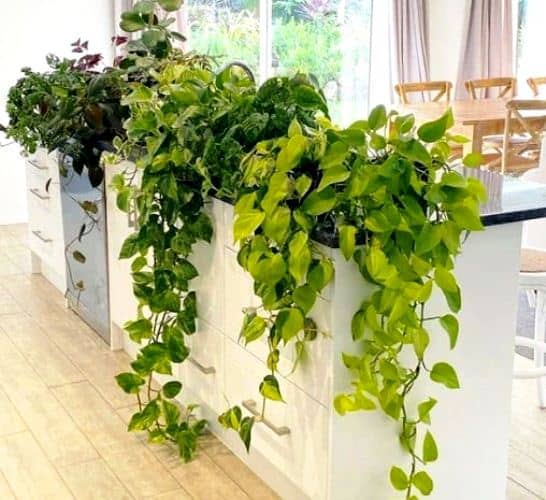 plants for the kitchen