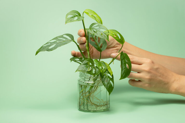 How To Grow Monstera In Water Long Term - ISPUZZLE