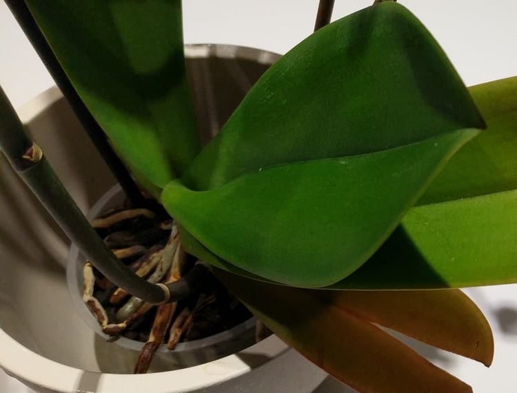 Can you prune the aerial roots of orchids?