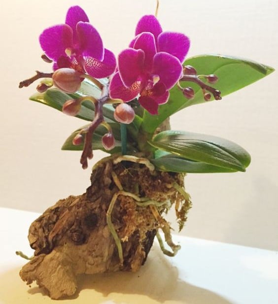 Can you prune the aerial roots of orchids?