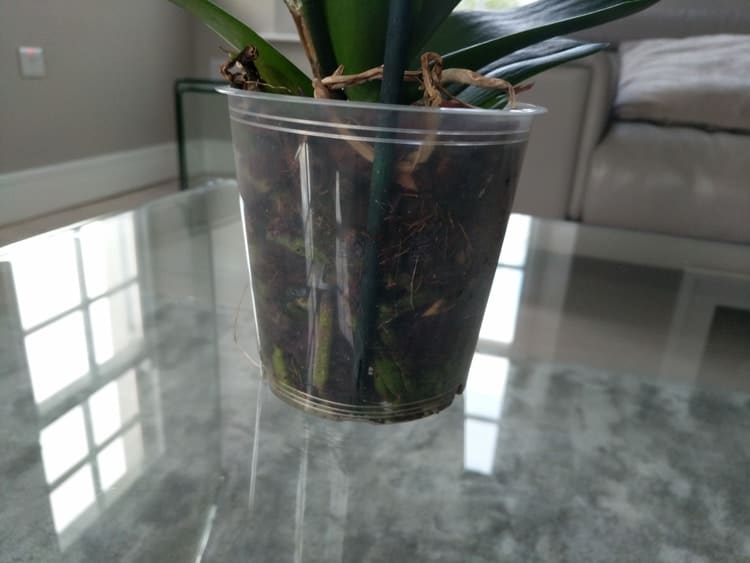 how to plant an orchid