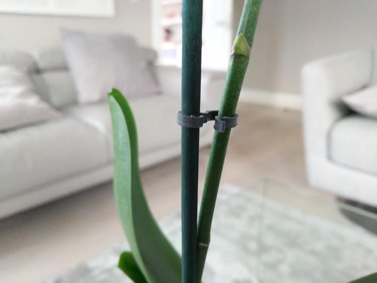 how to plant an orchid