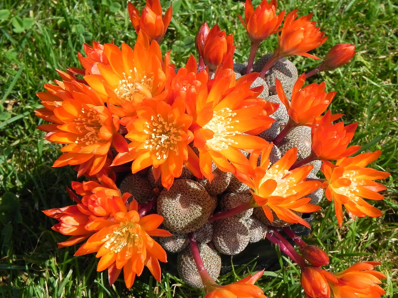 Rebutia heliosa is an orange-flowered succulent