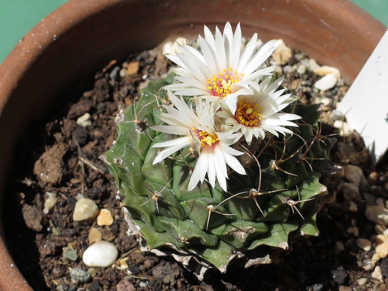Obregonia denegrii is a cactus with white flowers.