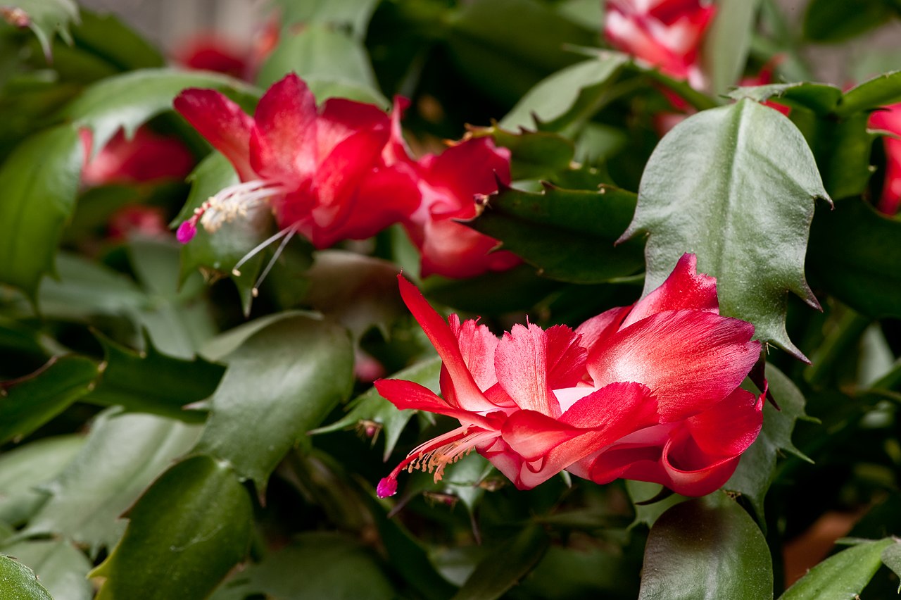 The Christmas cactus is an epiphytic plant.