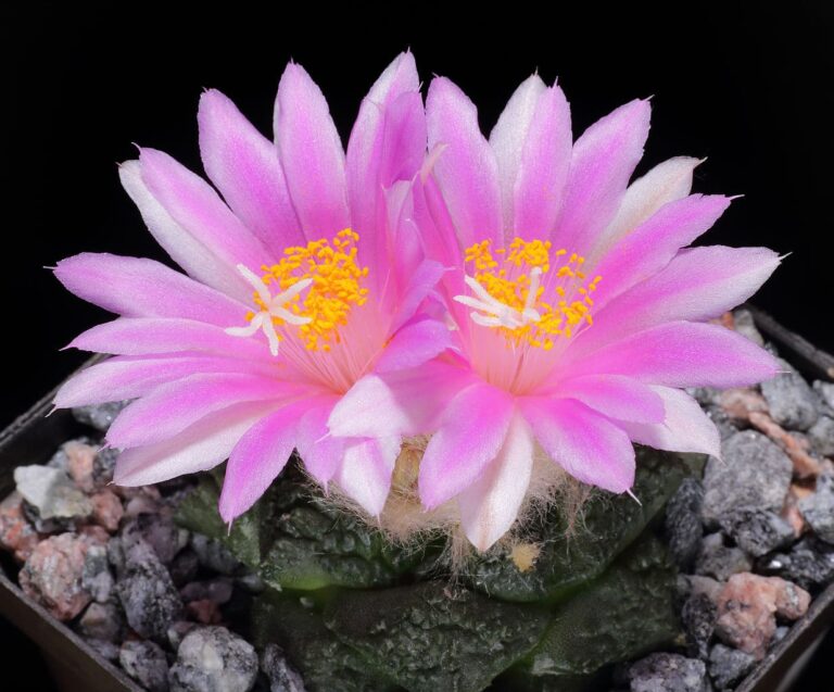 El Ariocarpus fissuratus es un cactus con flor rosa
